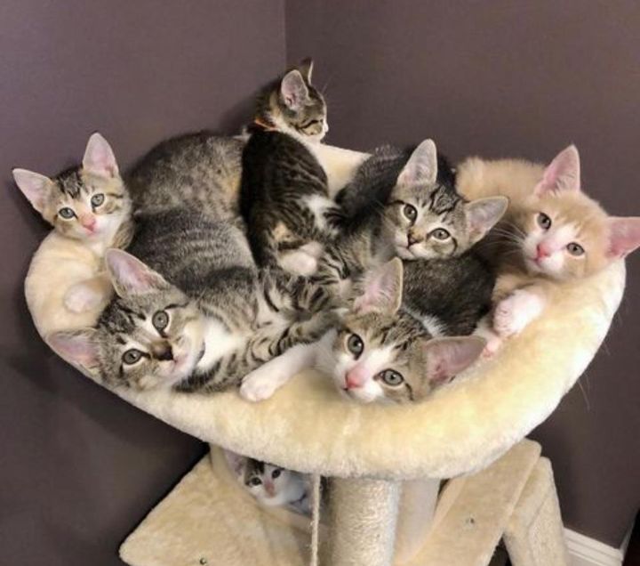 cuddle puddle kittens, cat tree kittens